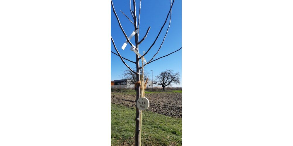 Manifestation une naissance un arbre